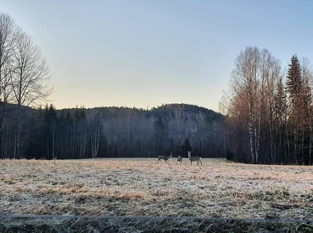 Mysig Timmerstuga Med Braskamin Naera Hovfjaellet Torsby Luaran gambar